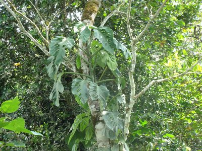 Monstera acuminata, photographed by Alexis López Hernández