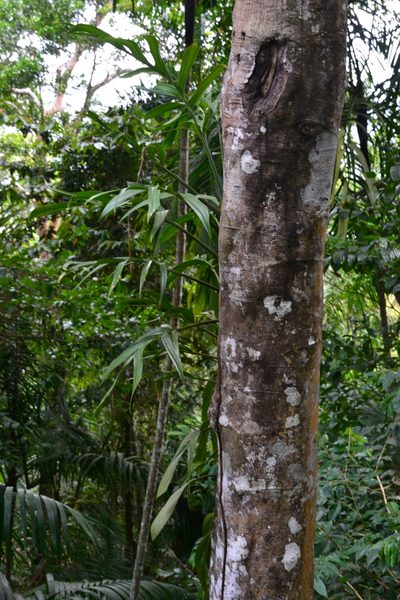 Monstera pinnatipartita, photographed by Letizia Weichgrebe