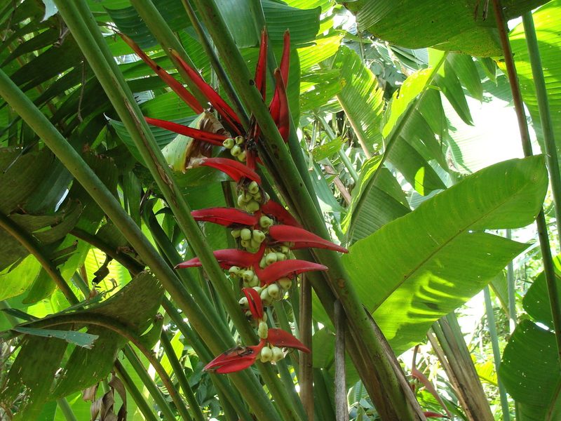 Heliconia mooreana, photographed by Alexis López Hernández