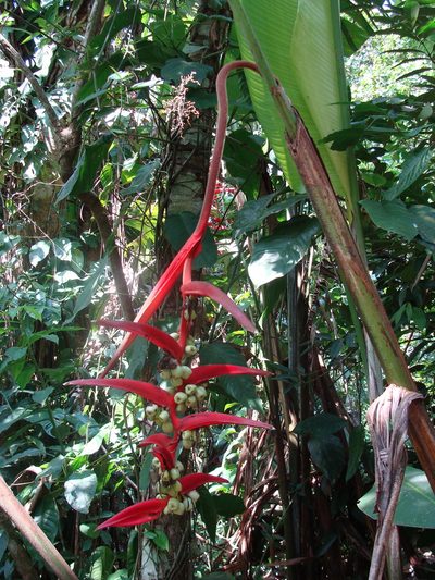 Heliconia mooreana, photographed by Alexis López Hernández