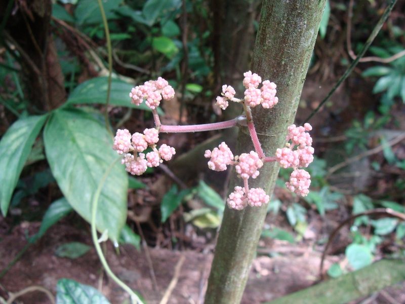 Urera elata, photographed by Alexis López Hernández
