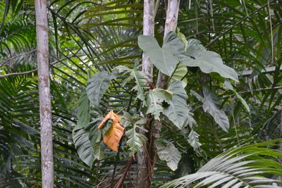 Philodendron fragrantissimum, photographed by Letizia Weichgrebe