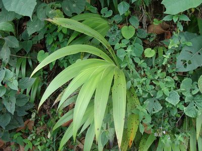 Xiphidium caeruleum, photographed by Alexis López Hernández