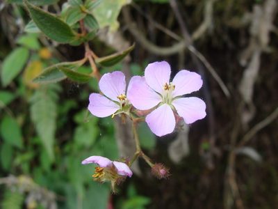 Chaetogastra naudiniana, photographed by Alexis López Hernández
