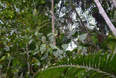 Philodendron rigidifolium, photographed by Letizia Weichgrebe