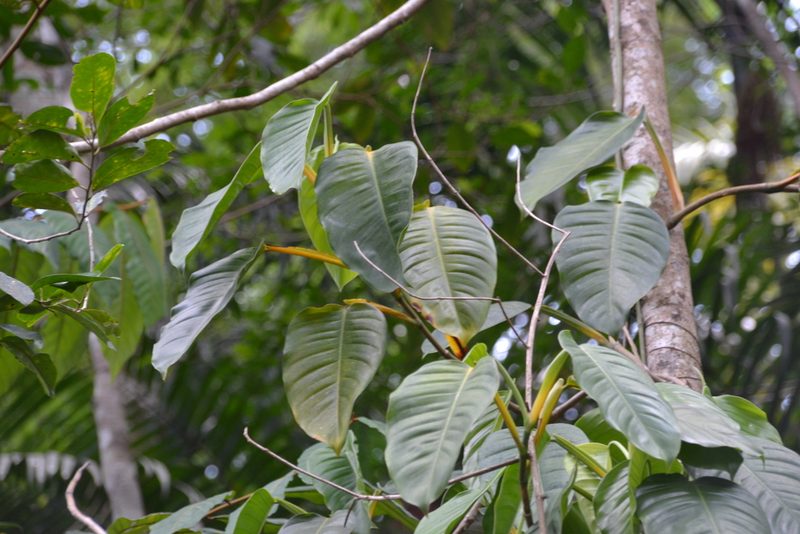 Philodendron rigidifolium, photographed by Letizia Weichgrebe