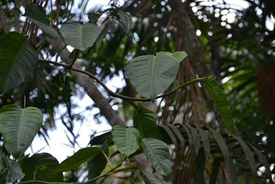 Philodendron rigidifolium, photographed by Letizia Weichgrebe