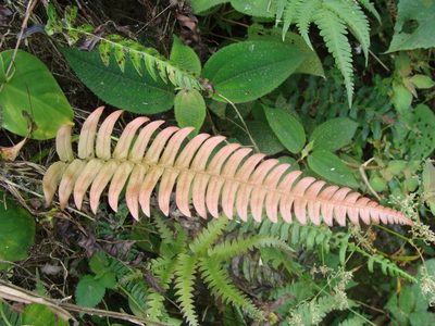 Blechnum occidentale, photographed by Alexis López Hernández