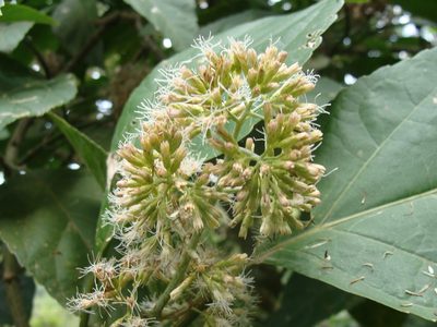 Critonia morifolia, photographed by Alexis López Hernández