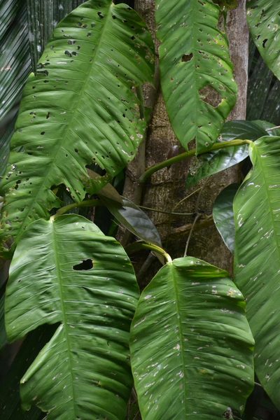Philodendron inaequilaterum, photographed by Letizia Weichgrebe