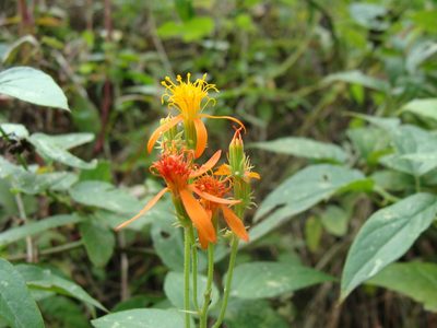 Pseudogynoxys haenkei, photographed by Alexis López Hernández