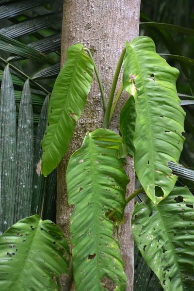 Philodendron inaequilaterum, photographed by Letizia Weichgrebe