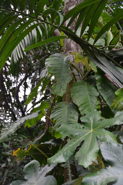 Philodendron inaequilaterum, photographed by Letizia Weichgrebe