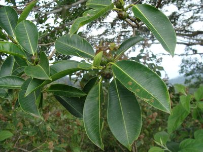 Ficus insipida, photographed by Alexis López Hernández