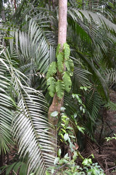 Philodendron inaequilaterum, photographed by Letizia Weichgrebe
