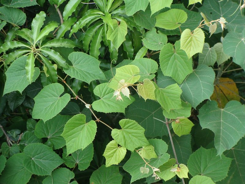 Vitis tiliifolia, photographed by Alexis López Hernández