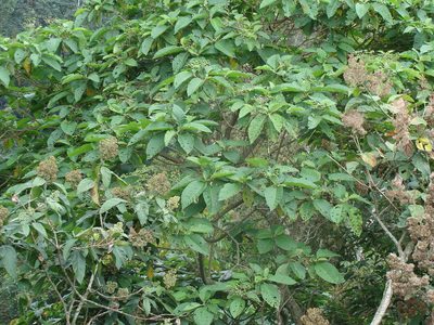 Solanum chiapasense, photographed by Alexis López Hernández