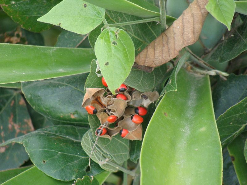 Rhynchosia precatoria, photographed by Alexis López Hernández