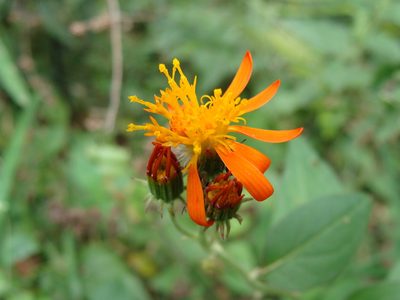 Pseudogynoxys haenkei, photographed by Alexis López Hernández