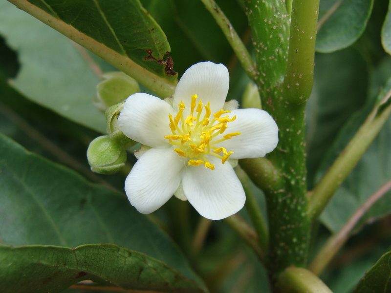 Saurauia yasicae, photographed by Alexis López Hernández