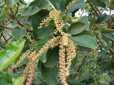 Clethra mexicana, photographed by Alexis López Hernández