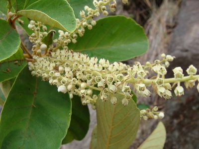 Clethra mexicana, photographed by Alexis López Hernández
