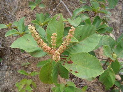 Clethra mexicana, photographed by Alexis López Hernández