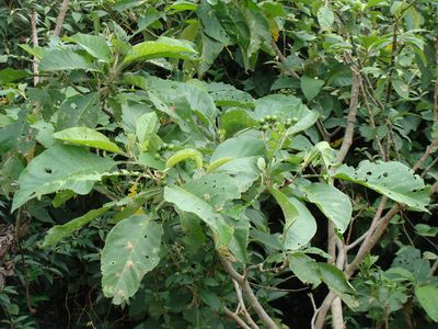Solanum chiapasense, photographed by Alexis López Hernández