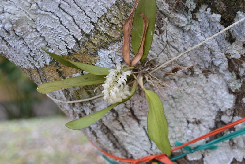 Notylia albida, photographed by Letizia Weichgrebe