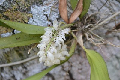 Notylia albida, photographed by Letizia Weichgrebe
