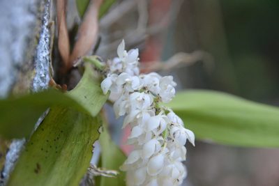 Notylia albida, photographed by Letizia Weichgrebe