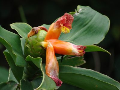 Costus pictus, photographed by Alexis López Hernández