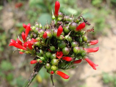 Russelia sarmentosa, photographed by Alexis López Hernández