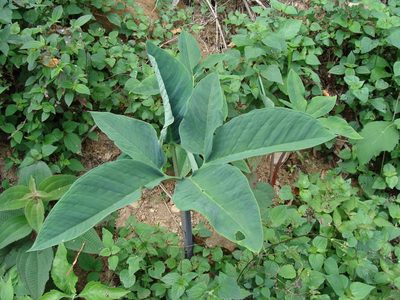 Xanthosoma wendlandii, photographed by Alexis López Hernández