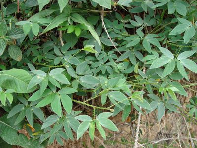Mimosa albida, photographed by Alexis López Hernández