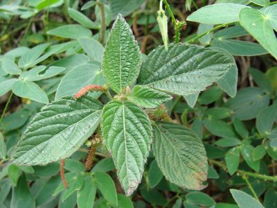 Acalypha alopecuroidea, photographed by Alexis López Hernández