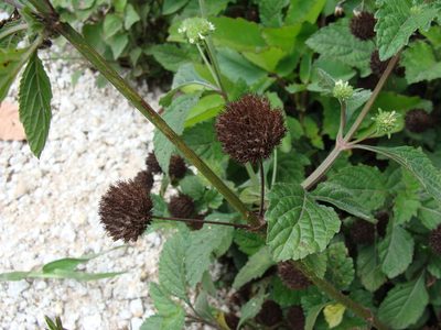 Hyptis capitata, photographed by Alexis López Hernández