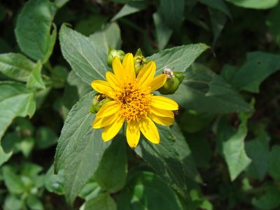 Perymenium grande, photographed by Alexis López Hernández