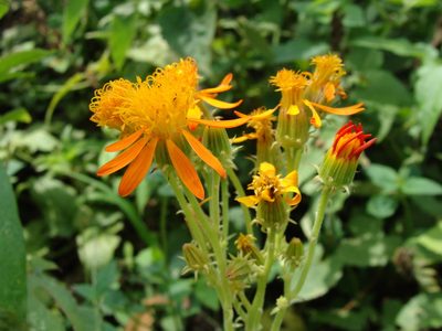 Pseudogynoxys haenkei, photographed by Alexis López Hernández