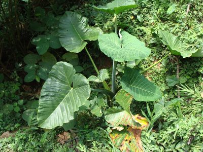 Xanthosoma robustum, photographed by Alexis López Hernández