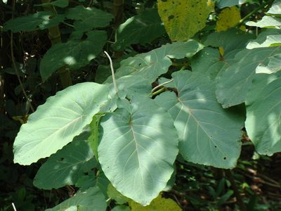 Piper auritum, photographed by Alexis López Hernández