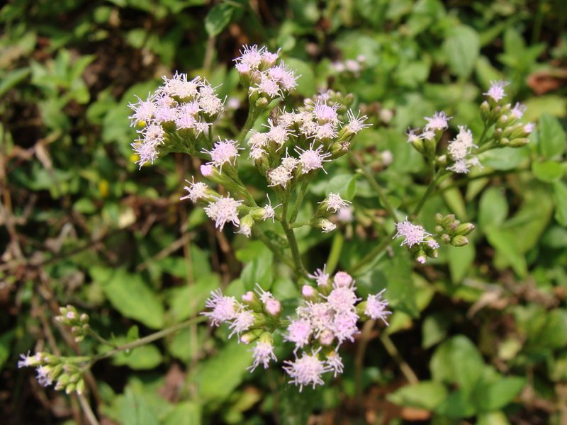 Fleischmannia matudae, photographed by Alexis López Hernández