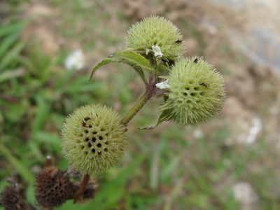 Hyptis capitata, photographed by Alexis López Hernández