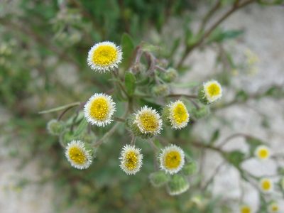 Conyza laevigata, photographed by Alexis López Hernández