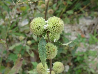 Hyptis capitata, photographed by Alexis López Hernández