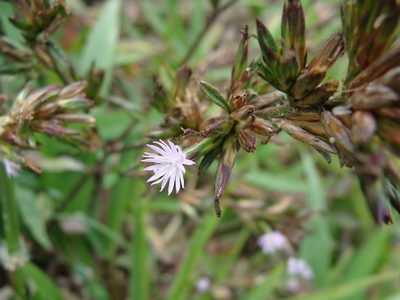 Pseudelephantopus spicatus, photographed by Alexis López Hernández