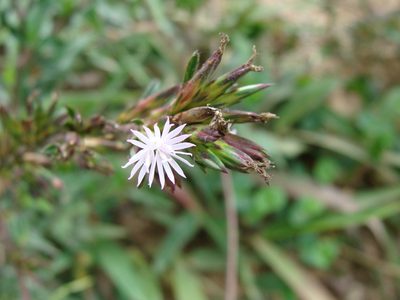 Pseudelephantopus spicatus, photographed by Alexis López Hernández