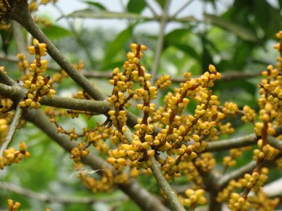 Phoradendron aurantiacum, photographed by Alexis López Hernández