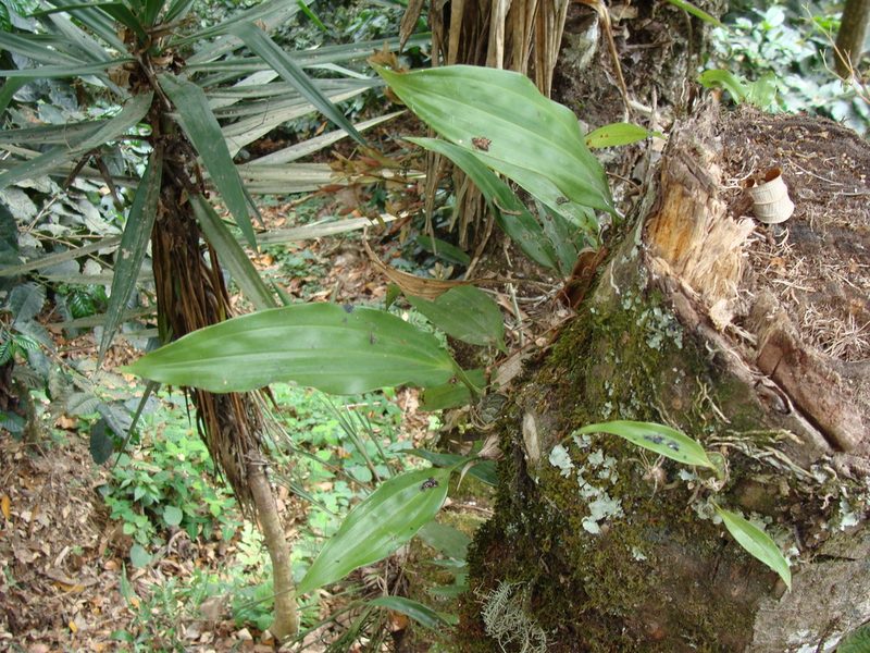 Stanhopea saccata, photographed by Alexis López Hernández