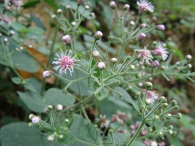Peteravenia schultzii, photographed by Alexis López Hernández
